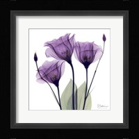 X-ray Royal Purple Gentian Framed Print