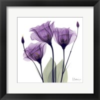 X-ray Royal Purple Gentian Fine Art Print