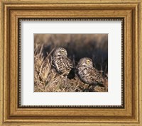 Two Burrowing Owls Fine Art Print