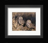 Two Burrowing Owls Framed Print