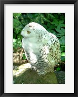 Snowy Owl photo Fine Art Print
