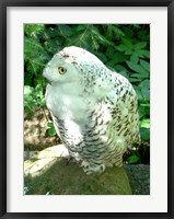 Snowy Owl photo Fine Art Print
