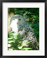 Snow Owl In Woods Fine Art Print