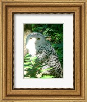 Snow Owl In Woods Fine Art Print