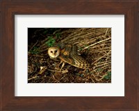 Burrow Owl In Woods Fine Art Print