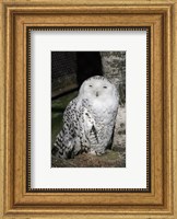 Snow Owl Portrait Fine Art Print