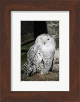Snow Owl Portrait Fine Art Print