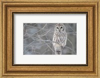 Owl In The Woods Fine Art Print