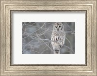 Owl In The Woods Fine Art Print