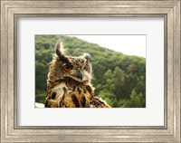 Barn Owl Great Horned Owl Fine Art Print