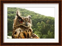 Barn Owl Great Horned Owl Fine Art Print