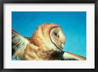 Barn Owl In Flight Fine Art Print