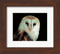 Barn Owl Portrait Fine Art Print