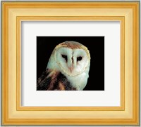 Barn Owl Portrait Fine Art Print