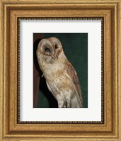 Barn Owl Portrait Fine Art Print