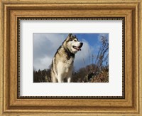 Alaskan Malamute Dog Fine Art Print
