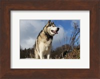 Alaskan Malamute Dog Fine Art Print