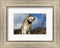 Alaskan Malamute Dog Fine Art Print