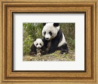 Panda Mother and Cub Fine Art Print