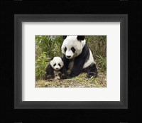 Panda Mother and Cub Fine Art Print