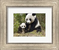 Panda Mother and Cub Fine Art Print