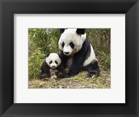 Panda Mother and Cub Fine Art Print