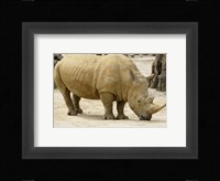 African Rhinoceros Fine Art Print