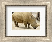 African Rhinoceros Fine Art Print
