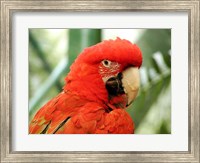 Red Parrot Fine Art Print