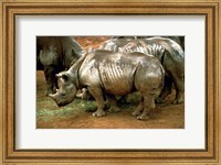 Black Rhinoceros in Africa Fine Art Print
