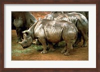 Black Rhinoceros in Africa Fine Art Print