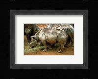 Black Rhinoceros in Africa Fine Art Print