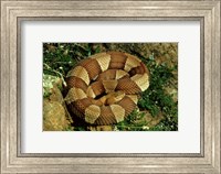 Broad Banded Copperhead Coiled Snake Fine Art Print