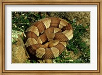 Broad Banded Copperhead Coiled Snake Fine Art Print