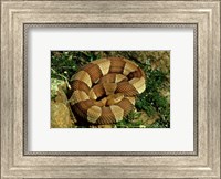 Broad Banded Copperhead Coiled Snake Fine Art Print