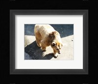 Brown Bear Fine Art Print