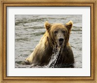 Brown Bear Fishing Fine Art Print