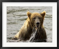 Brown Bear Fishing Fine Art Print