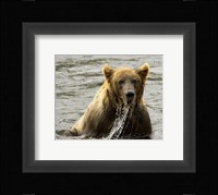 Brown Bear Fishing Fine Art Print
