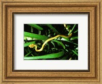 Brown Tree Snake Fine Art Print