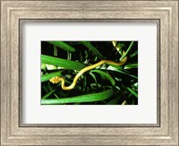 Brown Tree Snake Fine Art Print