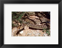 Bull Snake in New Mexico Fine Art Print
