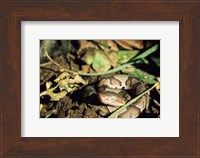 Close Up of Coiled Copperhead Snake Fine Art Print