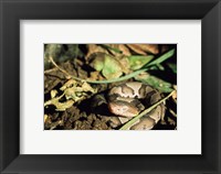 Close Up of Coiled Copperhead Snake Fine Art Print