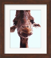 Giraffe Face Fine Art Print
