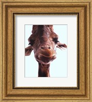 Giraffe Face Fine Art Print