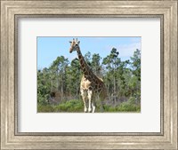 Giraffe Camelopardalis Fine Art Print