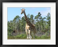 Giraffe Camelopardalis Fine Art Print
