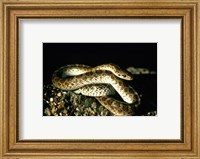 Glossy Snake Fine Art Print