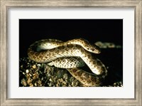 Glossy Snake Fine Art Print